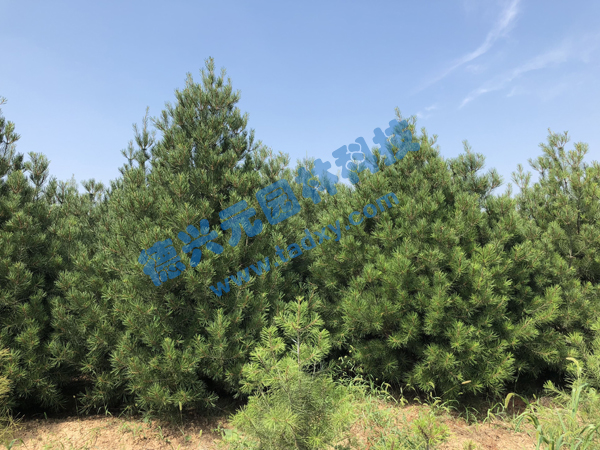 c鿴ԔϢ}Ƥ xΔ(sh)2140