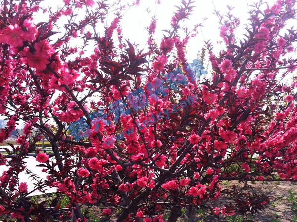 c鿴ԔϢ} xΔ(sh)2204