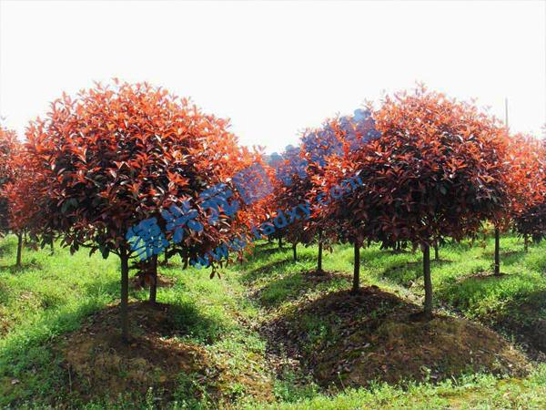 c鿴ԔϢ}t~ʯ骘 xΔ2581