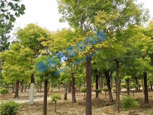 c鿴ԔϢ}~ xΔ(sh)2211