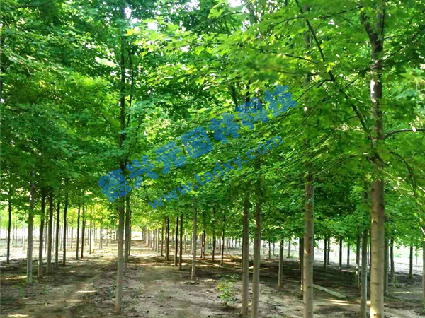 c鿴ԔϢ}t xΔ(sh)1943