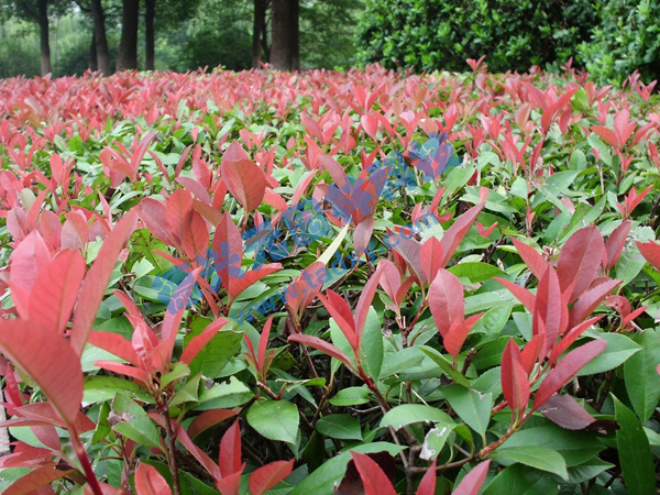 c鿴ԔϢ}t~ʯ xΔ2335