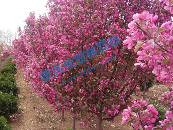 c鿴ԔϢ}k xΔ(sh)2125